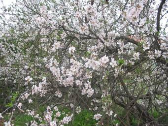 "My" almond tree, the shkedia, in blossom