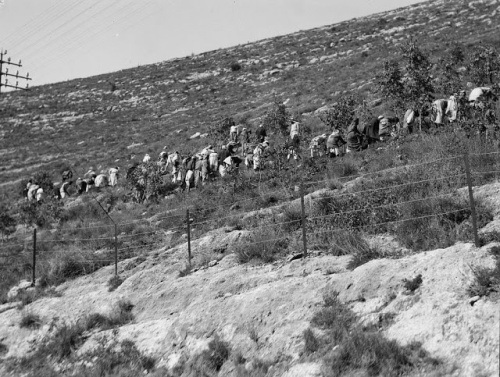 Planting trees on the barren hills on the way to Jerusalem (circa 1930)